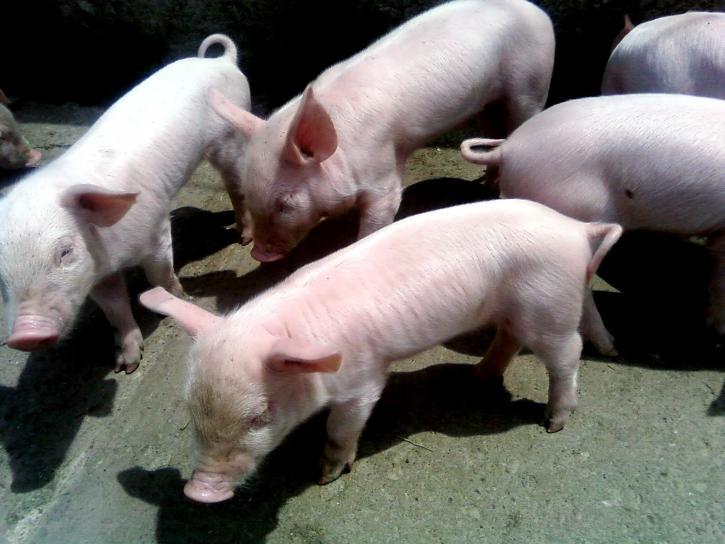 Repatriados hacen negocio con la crianza de cerdos en Tlaxcala