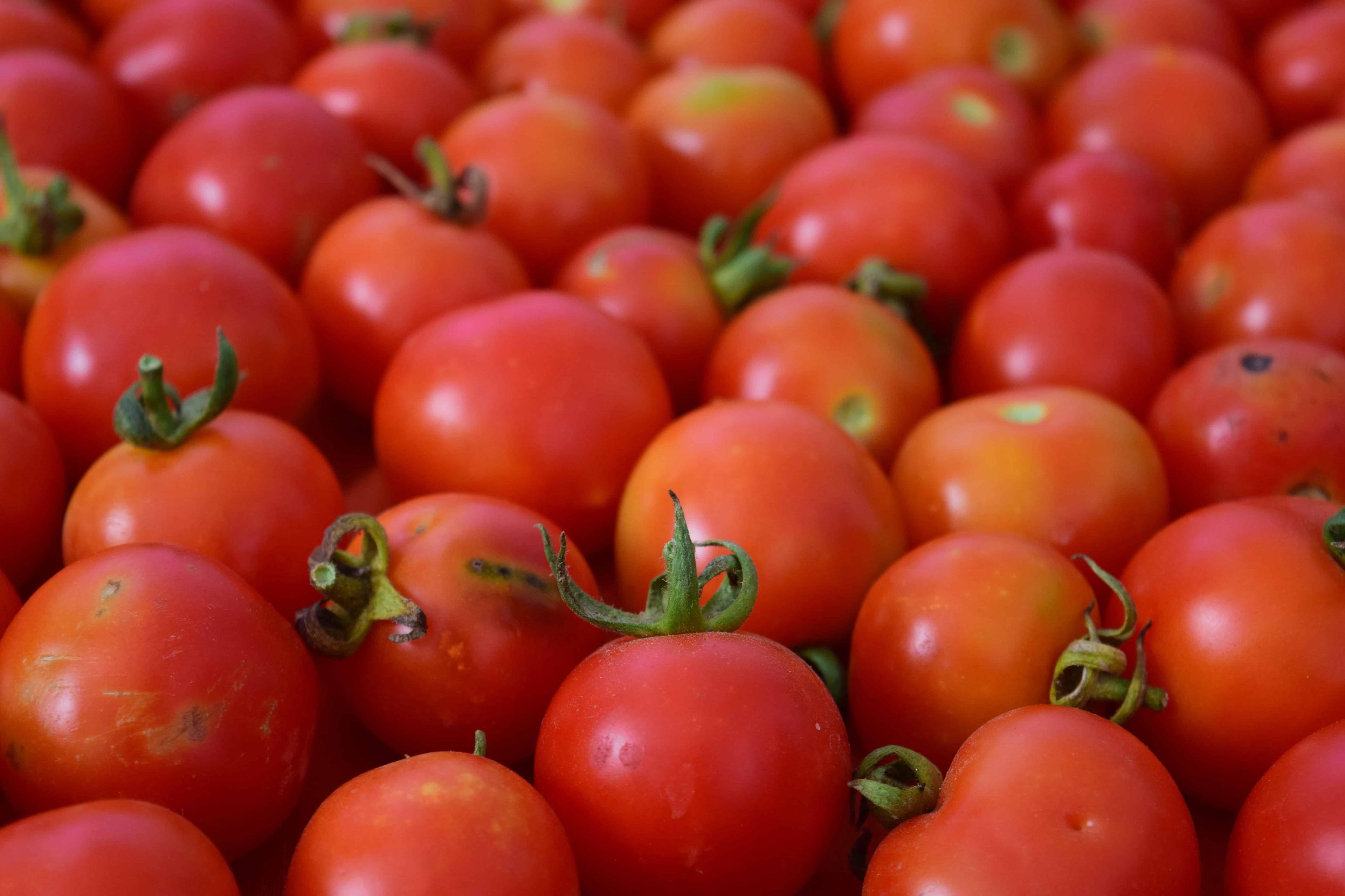 Productores de tomate mexicano alcanzan acuerdo con EU